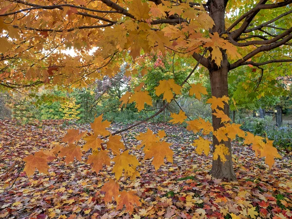 Central Park New York City Podzim — Stock fotografie