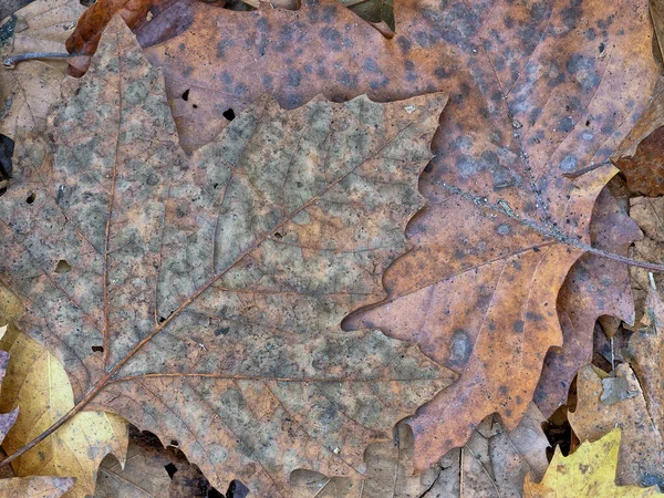 Осенняя Осенняя Листва Лесу Крупный План Листьев — стоковое фото