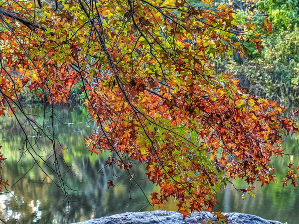 Central Park New York City Herbst — Stockfoto