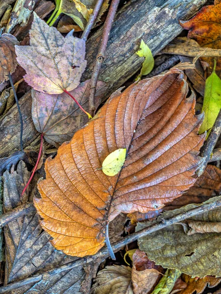 Podzimní Podzimní Listí Lese Detailní Záběr Listů — Stock fotografie