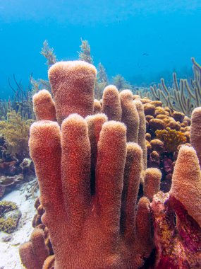 Bonaire adasının kıyısındaki Karayip mercan resifleri