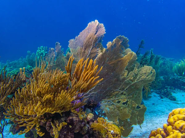 Karibisches Korallenriff Vor Der Küste Der Insel Bonaire — Stockfoto