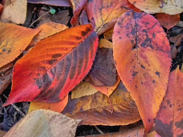 Autumn Fall Foliage Forest Closeup Leaves — Stock Photo, Image
