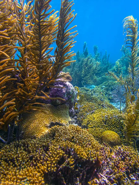 Карибський Кораловий Риф Біля Узбережжя Острова Бонайре — стокове фото