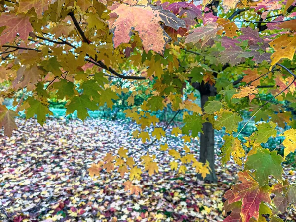 Central Park Sonbaharda New York — Stok fotoğraf