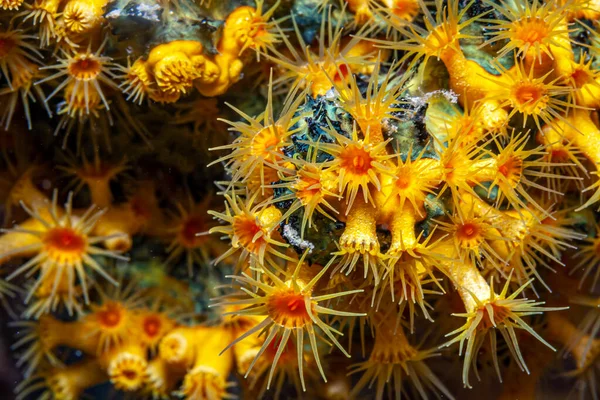 Arrecife Coral Caribeño Alcyonacea Corales Blandos Son Orden Corales —  Fotos de Stock
