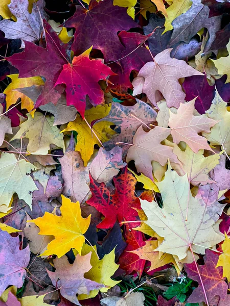 Herbstliches Laub Wald Blätter Auf Ziegenbock Unter Baum — Stockfoto