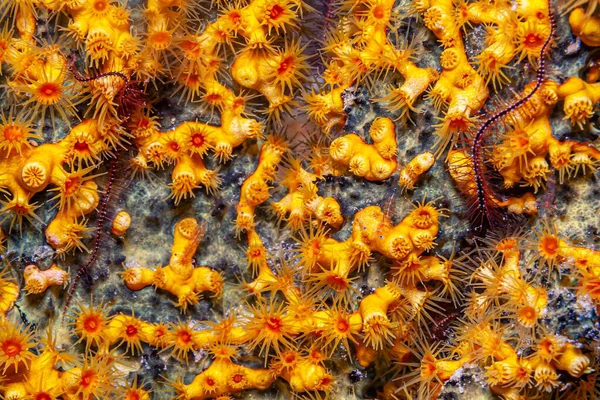 Recifes Coral Caribenhos Alcyonacea Corais Moles São Uma Ordem Corais — Fotografia de Stock