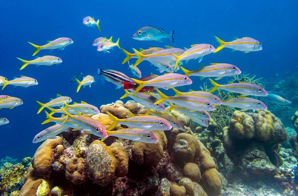 Caribbean Coral Reef Coast Island Roatan — Stock Photo, Image