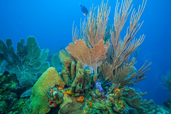 Recifes Coral Caribenhos Largo Costa Ilha Roatan — Fotografia de Stock