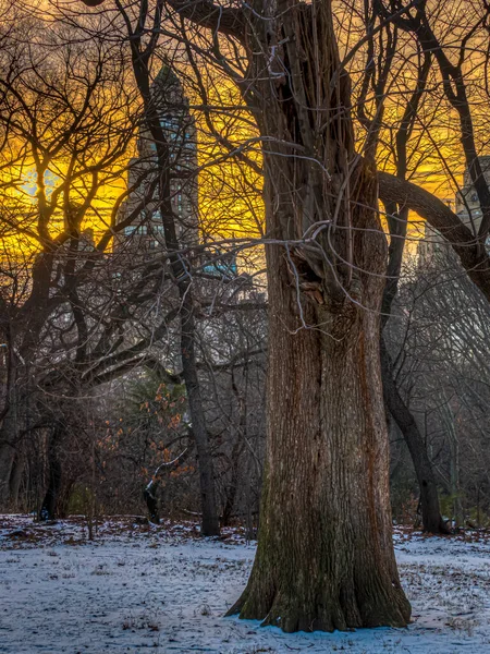 Central Park Inverno Início Manhã Nascer Sol — Fotografia de Stock