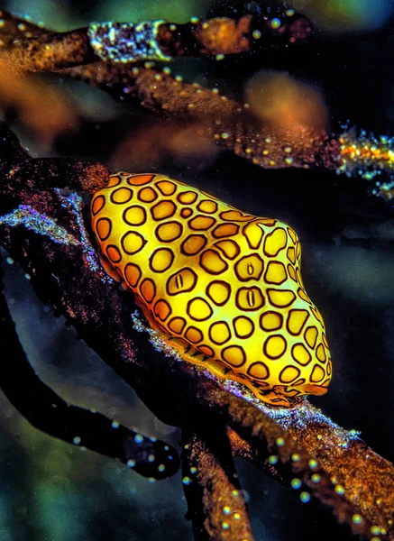 フラミンゴの舌カタツムリ Cyphoma Gibbosum は小さいながらも色鮮やかな海カタツムリ 家族ウミウサギガイ科の海産腹足類の軟体動物の種 — ストック写真