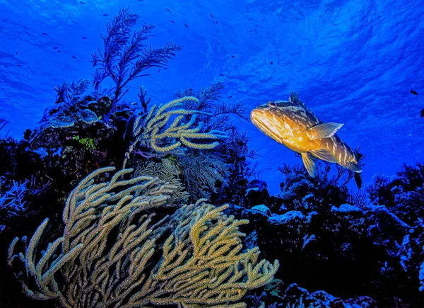 Karibisches Korallenriff Vor Der Küste Der Insel Roatan — Stockfoto