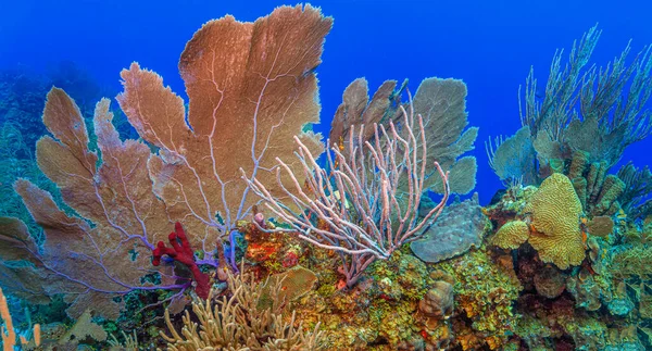 Karibský Korálový Útes Pobřeží Ostrova Roatan — Stock fotografie