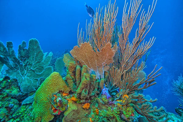 Arrecife Coral Del Caribe Frente Costa Isla Roatán — Foto de Stock