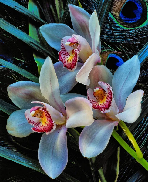 Phalaenopsis Comúnmente Conocido Como Orquídeas Polilla Primer Plano — Foto de Stock