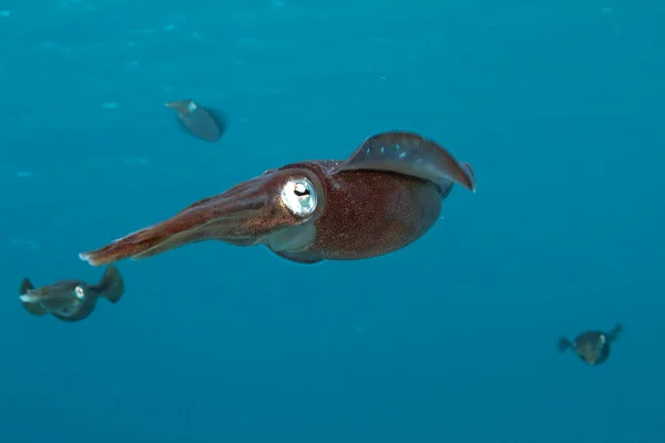 Calamar Arrecife Caribeño Sepioteuthis Sepioidea Comúnmente Llamado Calamar Arrecife —  Fotos de Stock