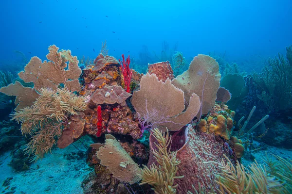 섬의해 안에서 떨어져 카리브해의 산호초 — 스톡 사진