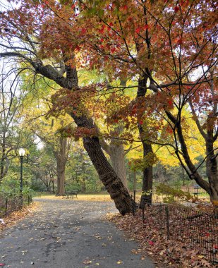 Kışın Central Park 