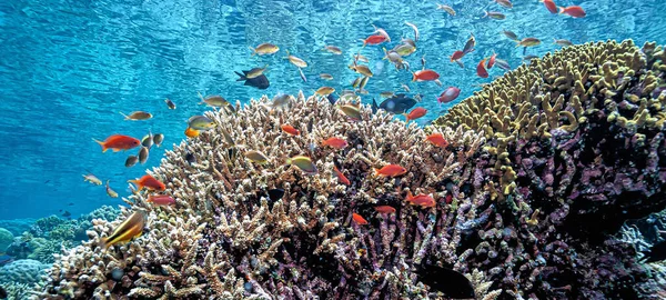 Recife Coral Largo Costa Sulawesi Indonésia — Fotografia de Stock