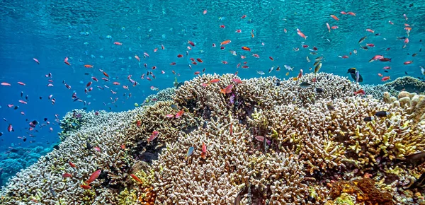 Barriera Corallina Largo Della Costa Sulawesi Indonesia — Foto Stock