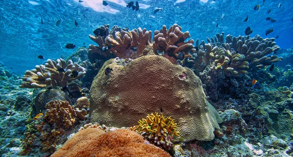 Коралловый Риф Берегов Индонезии Сулавеси — стоковое фото