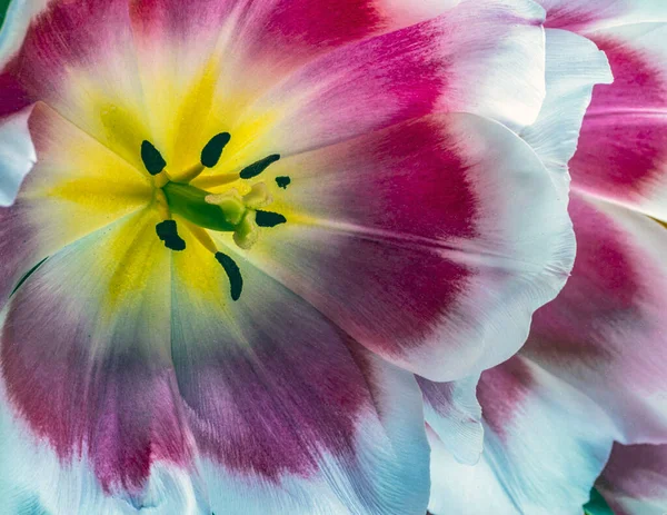 Tulipa Primavera Arranjos Close Macro — Fotografia de Stock