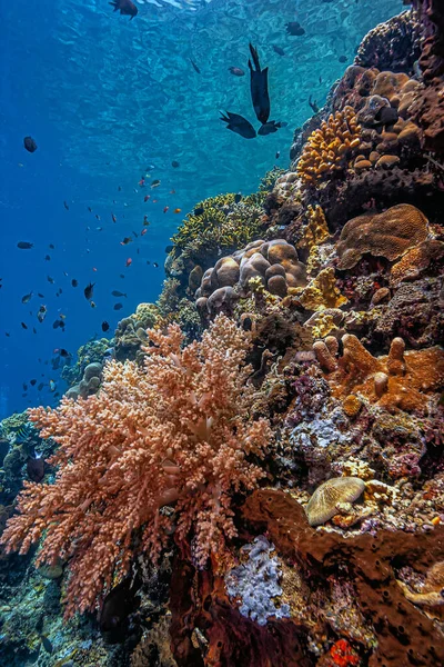 Rafa Koralowa Wybrzeży Sulawesi Indonezja — Zdjęcie stockowe