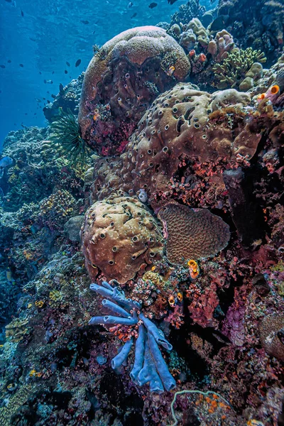 Recife Coral Largo Costa Sulawesi Indonésia — Fotografia de Stock