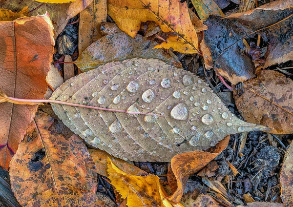Nahaufnahme Der Herbstblätter Wald Des Central Park Nyc — Stockfoto