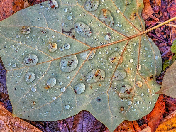 Nahaufnahme Der Herbstblätter Wald Des Central Park Nyc — Stockfoto