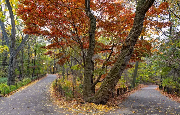 Central Park Hiver — Photo