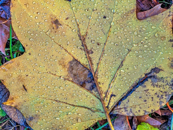 Central Park New York Ormanlarındaki Sonbahar Yapraklarını Kapatın — Stok fotoğraf