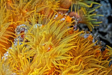 Turuncu kap mercan, Tubastraea coccinea, büyük polip taşlı mercan olarak bilinen bir mercan grubuna aittir.