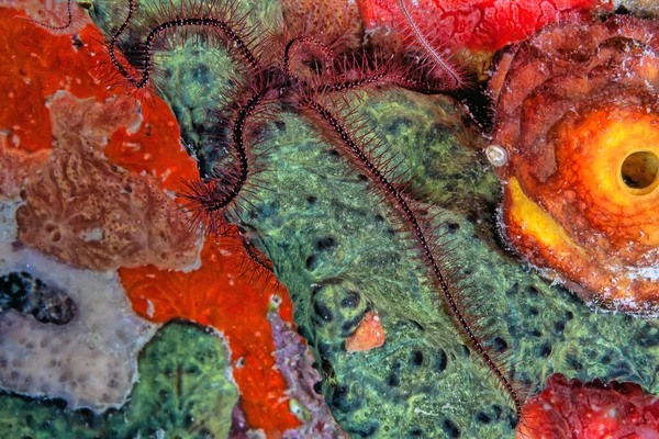 Ophiothrix Suensoni Suenson 的脆星或海绵脆星 是一种海洋无脊椎动物中的顺序 Ophiurida — 图库照片