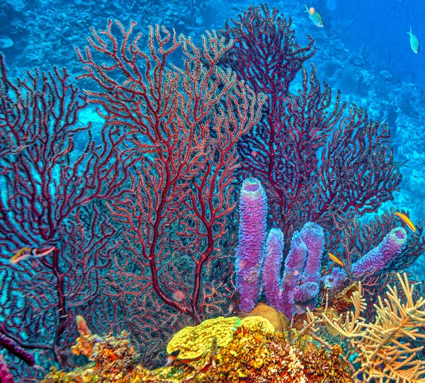 Barriera Corallina Dei Caraibi Largo Della Costa Dell Isola Roatan — Foto Stock