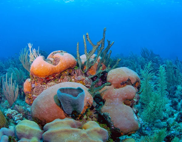 Karibiska Korallrev Utanför Roatans Kust Honduras — Stockfoto