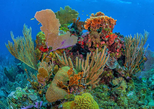 ホンジュラスのロアタン島沖のカリブ海のサンゴ礁 — ストック写真