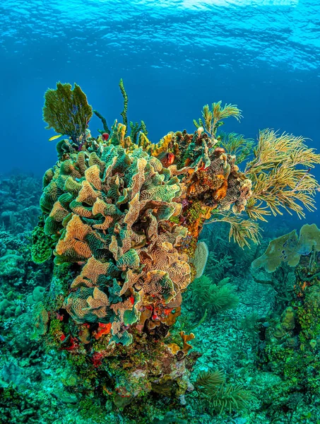 Karibiska Korallrev Utanför Roatans Kust Honduras — Stockfoto