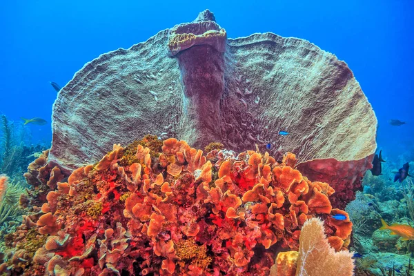 Recifes Coral Caribenhos Largo Costa Ilha Roatan Honduras — Fotografia de Stock
