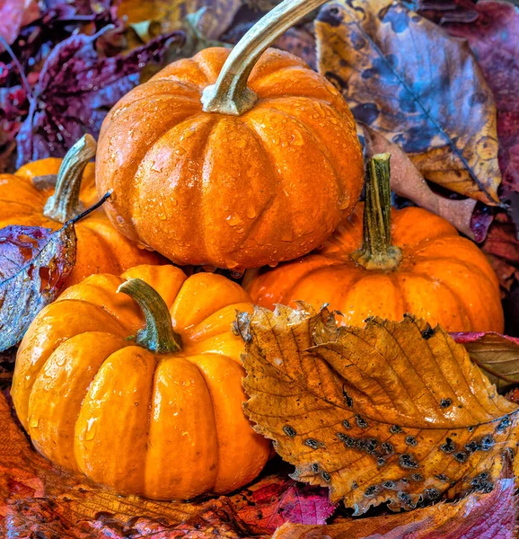Осенний Натюрморт Тыквами Осенними Листьями — стоковое фото