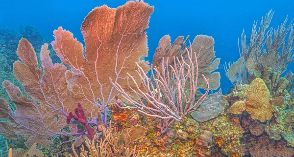 Recifes Coral Caribenhos Largo Costa Ilha Roatan Honduras — Fotografia de Stock
