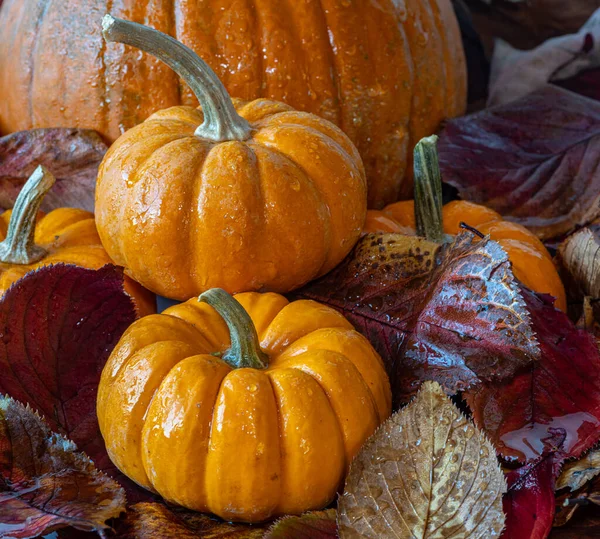Herbststilleben Mit Kürbissen Und Herbstblättern — Stockfoto