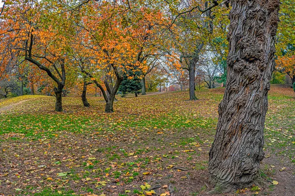 Central Park New York City Höst — Stockfoto