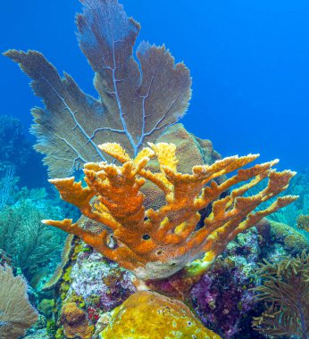 Honduras, Roatan adasının kıyısındaki Karayip mercan resifi.