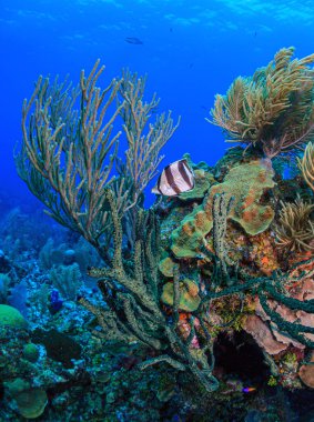 Honduras, Roatan adasının kıyısındaki Karayip mercan resifi.