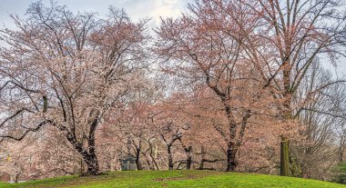 Central Park 'ta bahar, New York, Pilgrim Hill ilkbaharın başlarında kiraz ağaçlarıyla