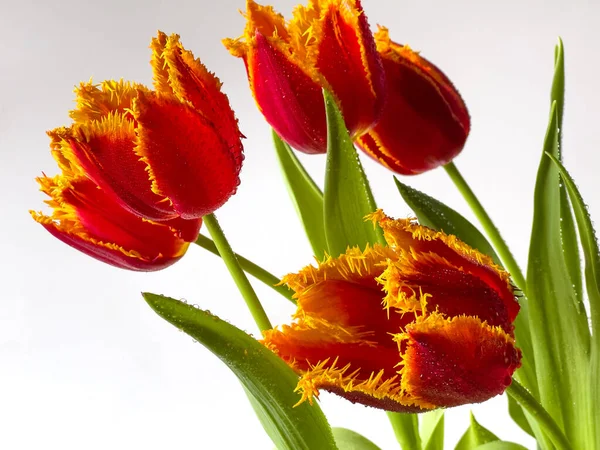 Tulipán Tavasszal Rendezett Fehér Háttér Vízcseppek — Stock Fotó