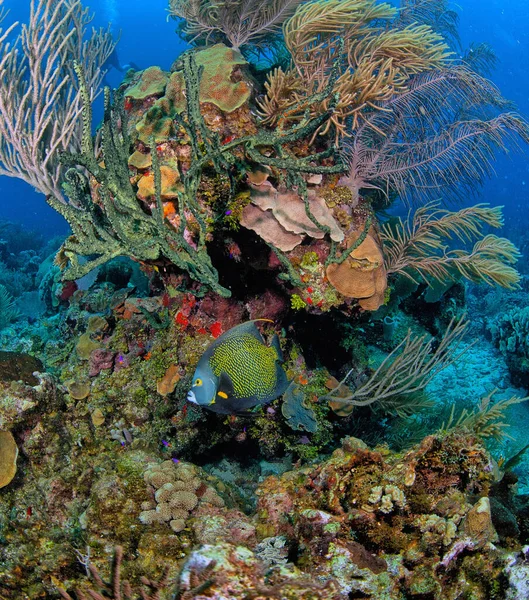 洪都拉斯Roatan岛沿海的加勒比珊瑚礁 — 图库照片
