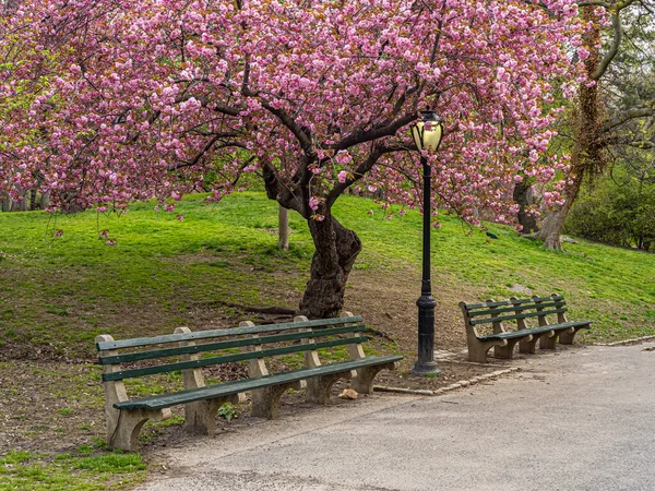 Wiosna Central Parku Nowy Jork — Zdjęcie stockowe